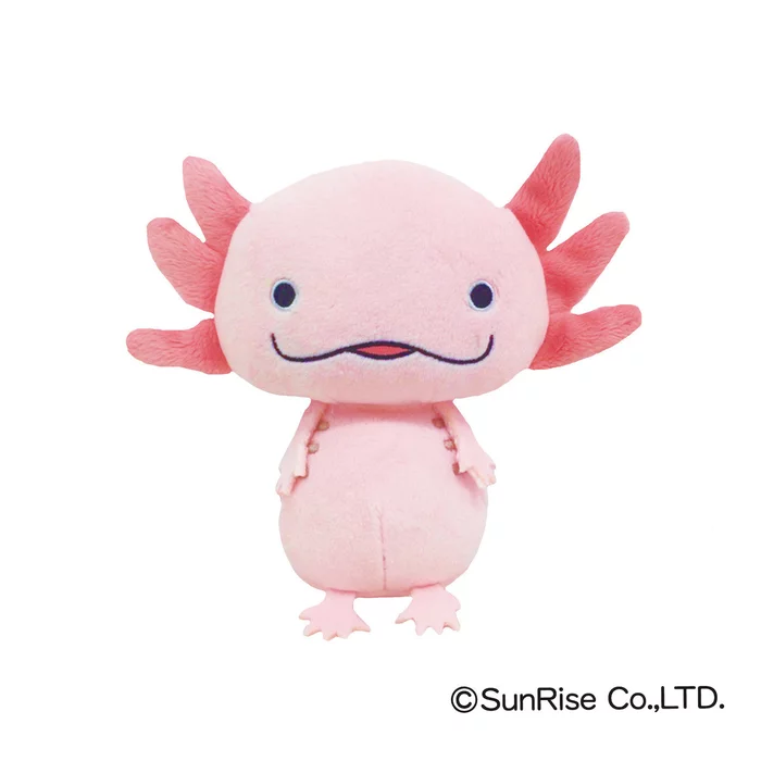 Hola! Salamanders - Image 4